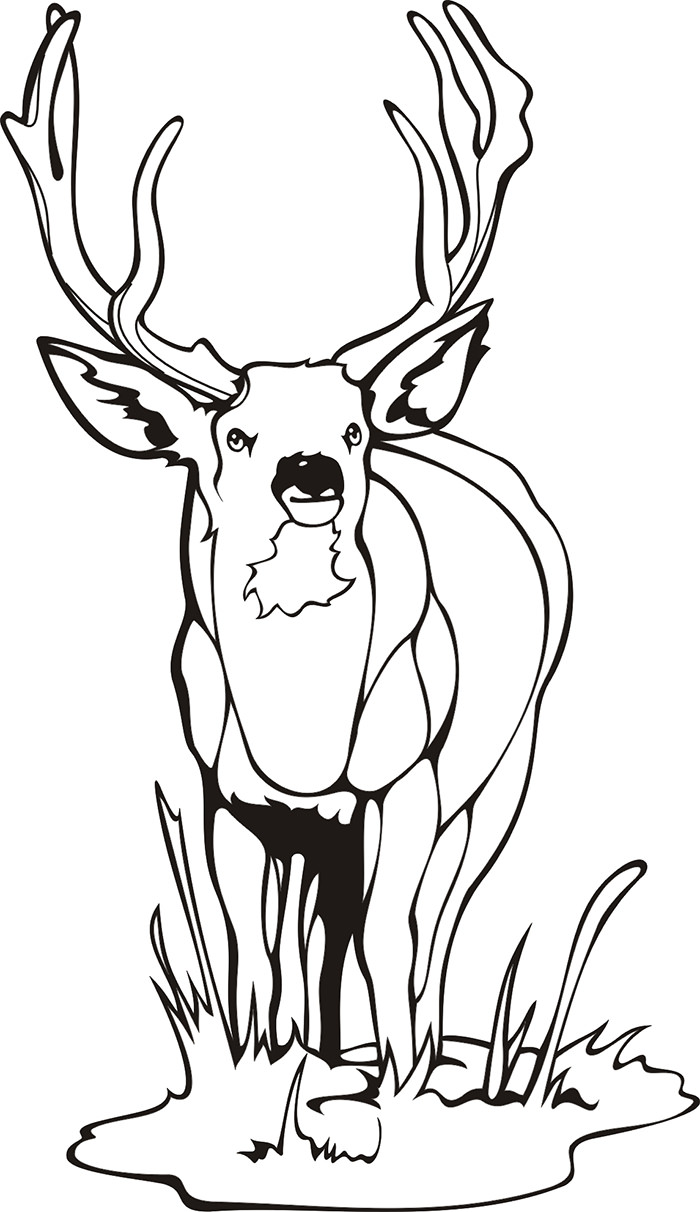 Free Printable Deer Coloring Pages