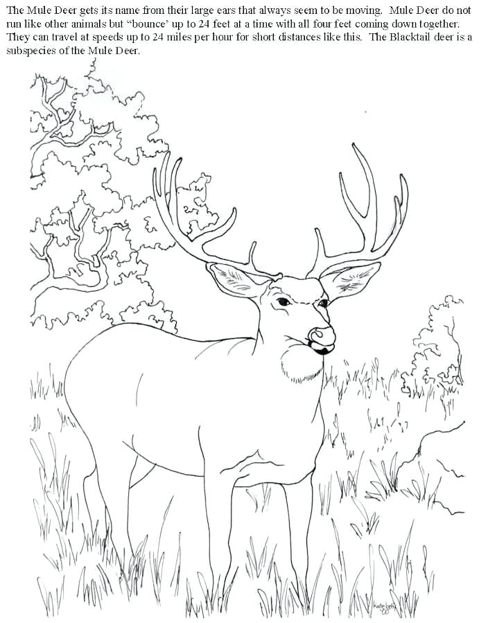 704x899 Free Deer Coloring Pages Deer Hunting Coloring Pages Bytes Free