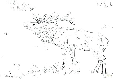 476x333 Printable Deer Coloring Pages For Adults Deer Coloring Picture Elk