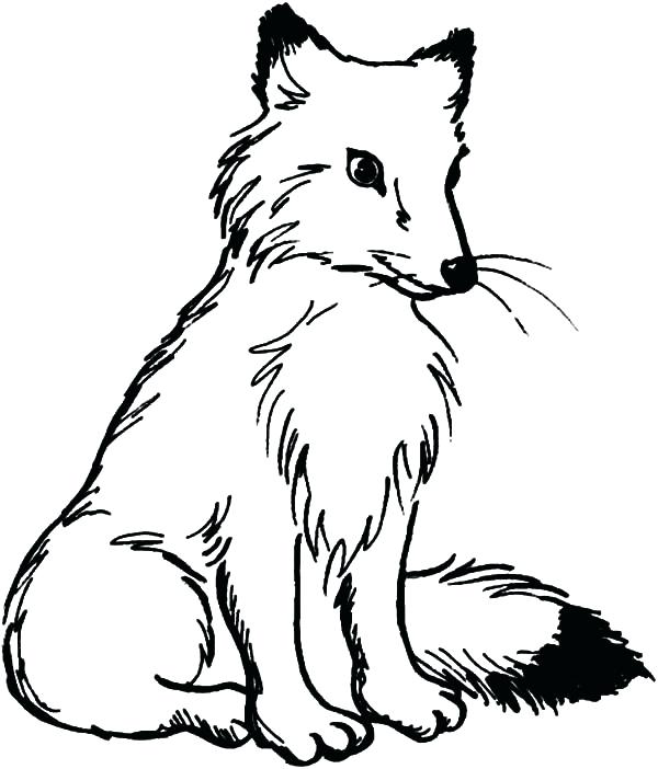 600x702 Fox Coloring Pages Best Place To Color Fox Coloring Pages Fox