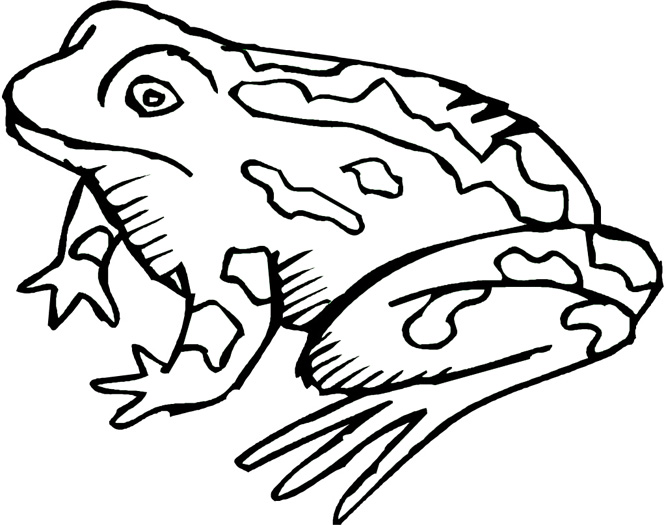666x525 Free Frog Coloring Pages 2283905