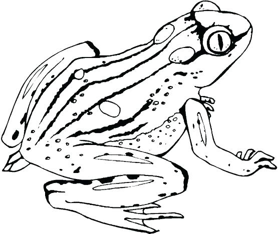 555x468 Cute Frog Coloring Pages The Coloring Page Of The Mom Frog