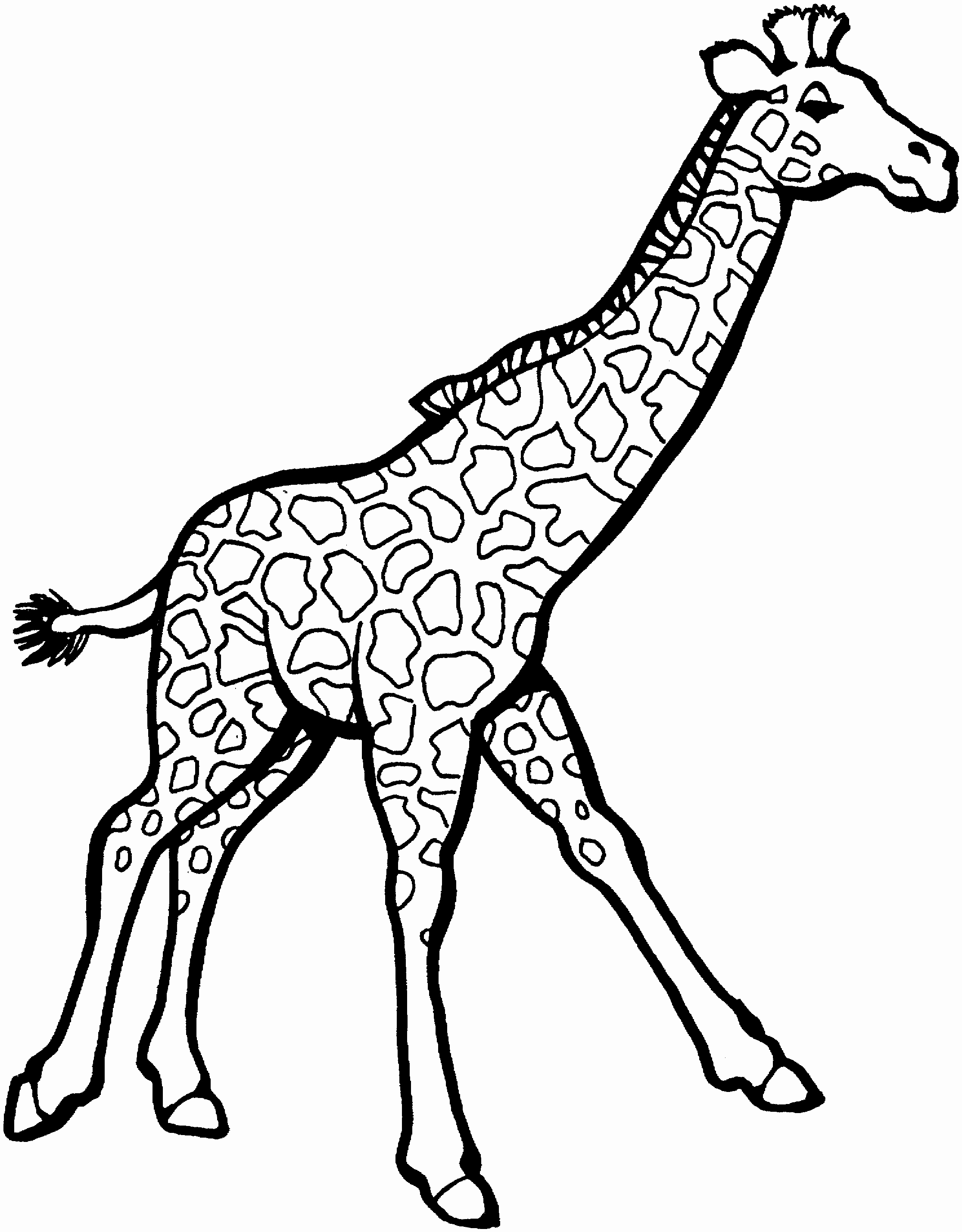 2233x2859 Free Printable Giraffe Coloring Pages For Kids Easy Baby Zebra