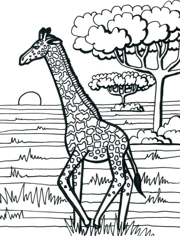 618x810 Giraffe Coloring Pages Printable Giraffe Coloring Pages Free