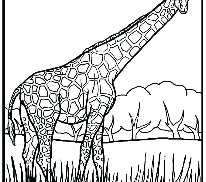 678x600 Coloring Page Giraffe Baby Giraffe Coloring Book Pages Giraffe
