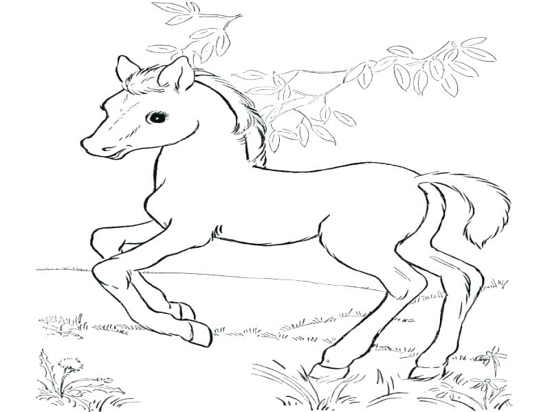 800x600 Horse Color Sheet Horse Color Sheet Horse Color Sheet Free