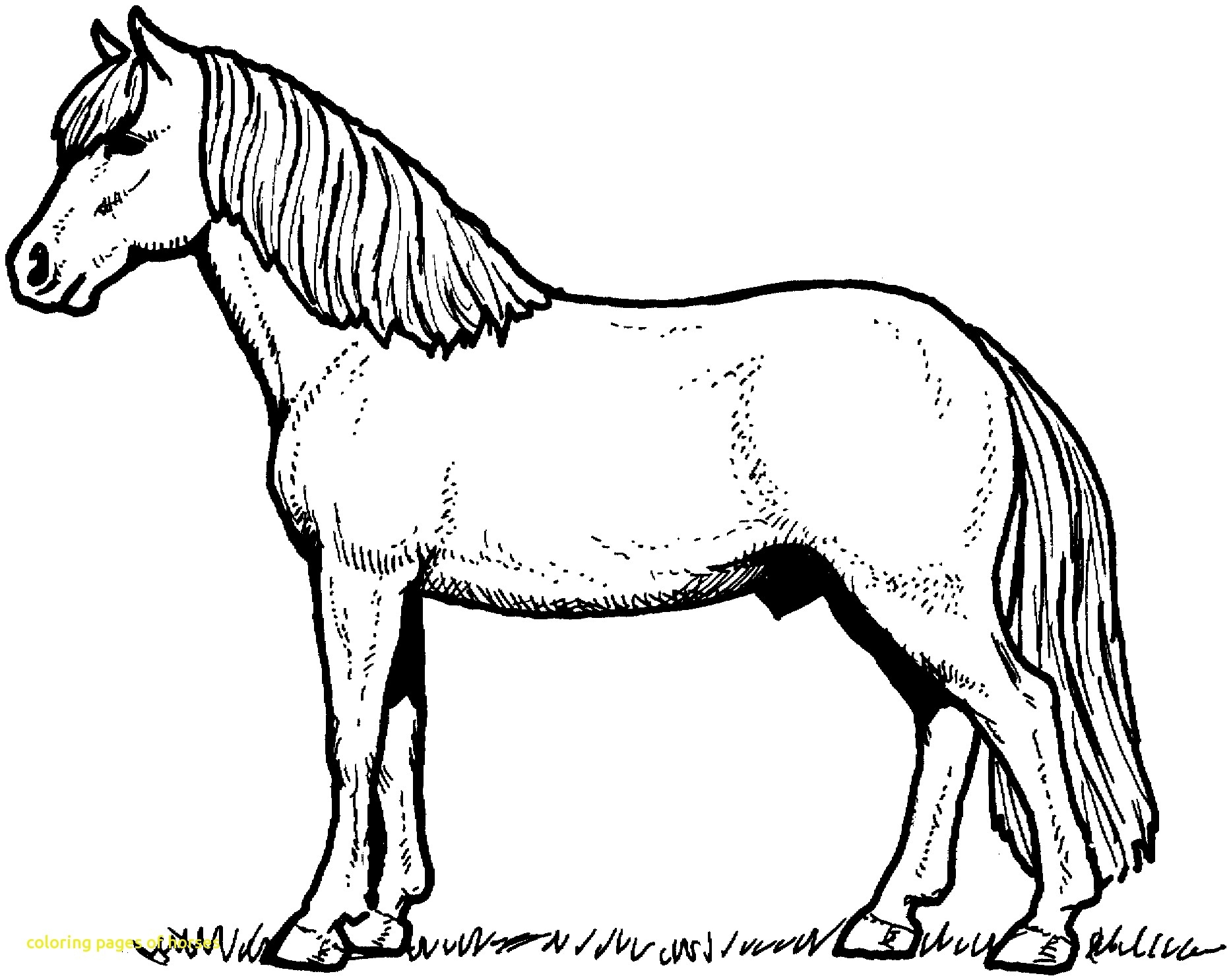 1866x1486 Free Printable Coloring Pages Horses Printable Coloring Page New