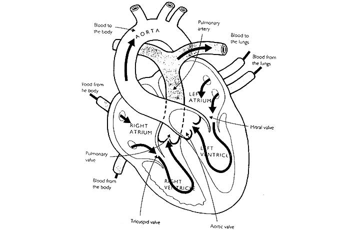 Free Printable Human Anatomy Coloring Pages