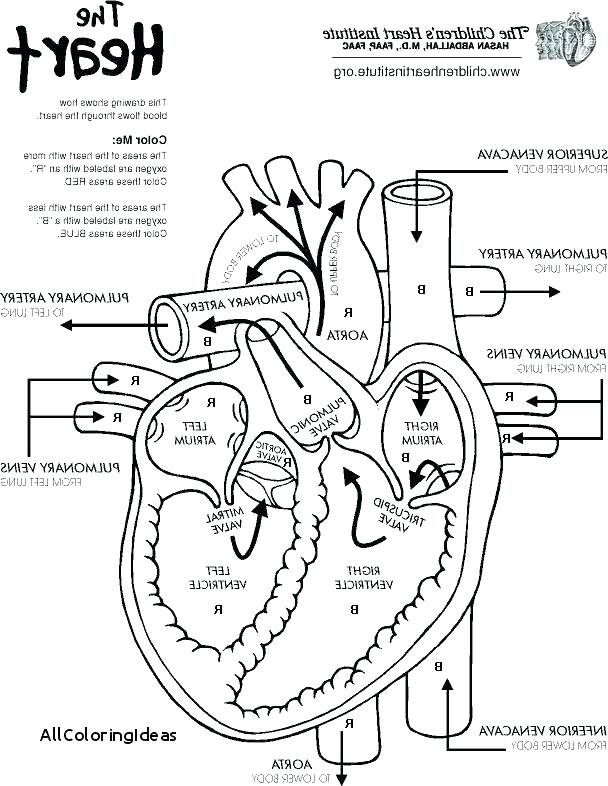 608x786 Free College Anatomy Coloring Pages Printable Coloring Human