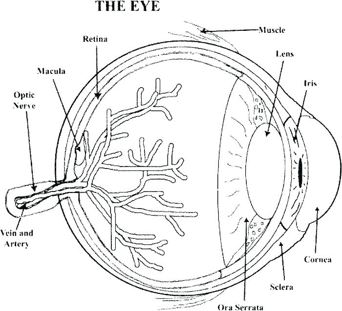 700x635 Human Anatomy Coloring Pages Free