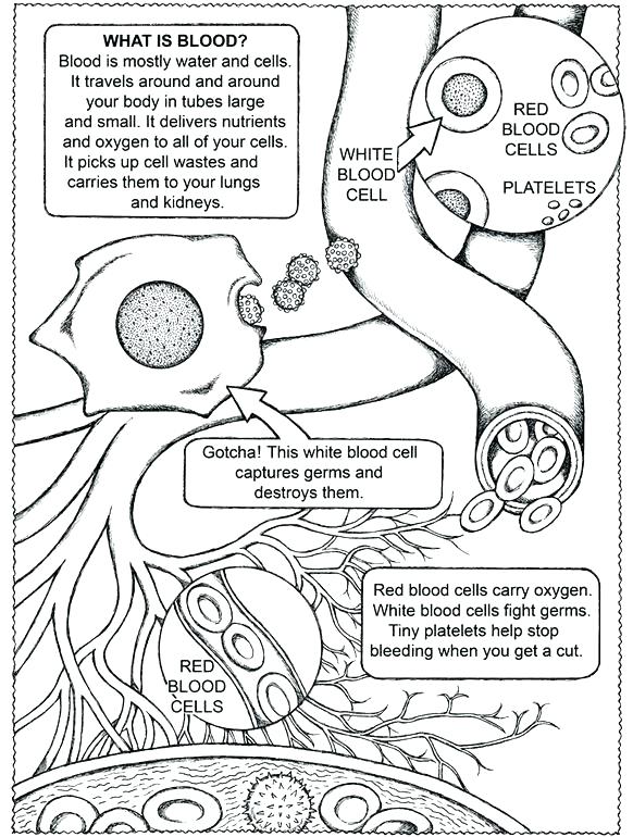 582x770 Anatomy Coloring Pages Free Printable Human Anatomy Coloring Pages