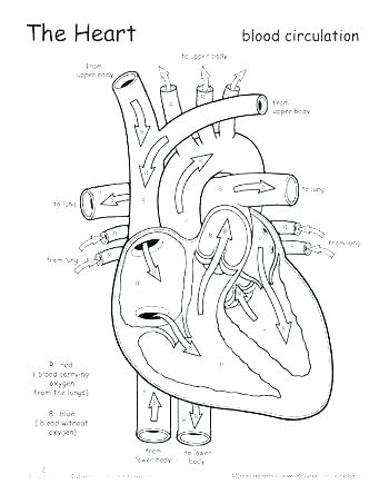 350x453 Anatomy Coloring Sheets Free Anatomy Coloring Pages Printable Free