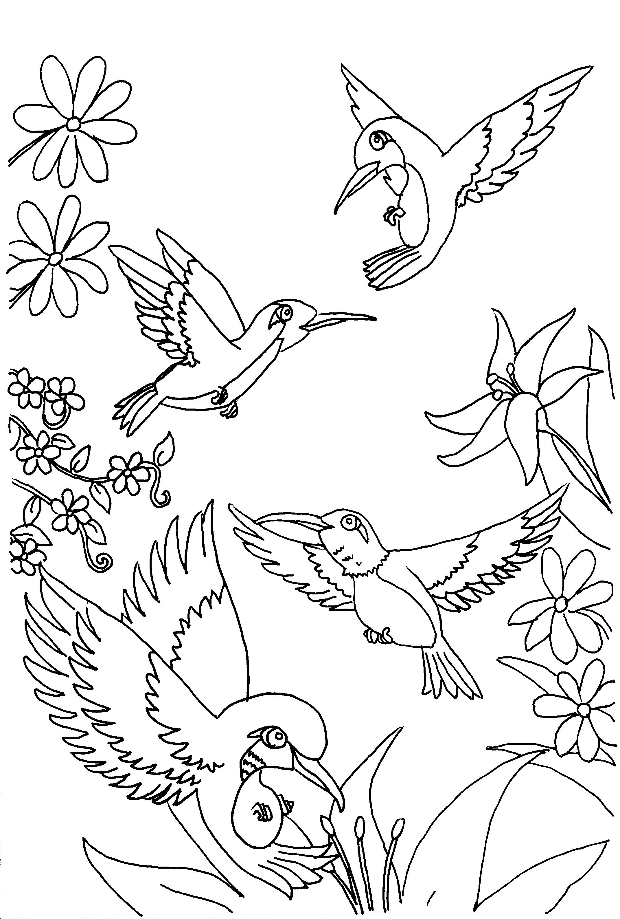2143x3174 Free Printable Hummingbird Coloring Pages For Kids