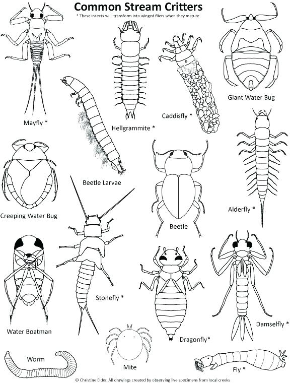578x760 Bugs Coloring Pages Bugs Bunny Coloring Sheets Printable Free