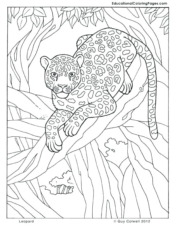 612x792 Jungle Animals Coloring Pages Jungle Coloring Page Leopard Jungle
