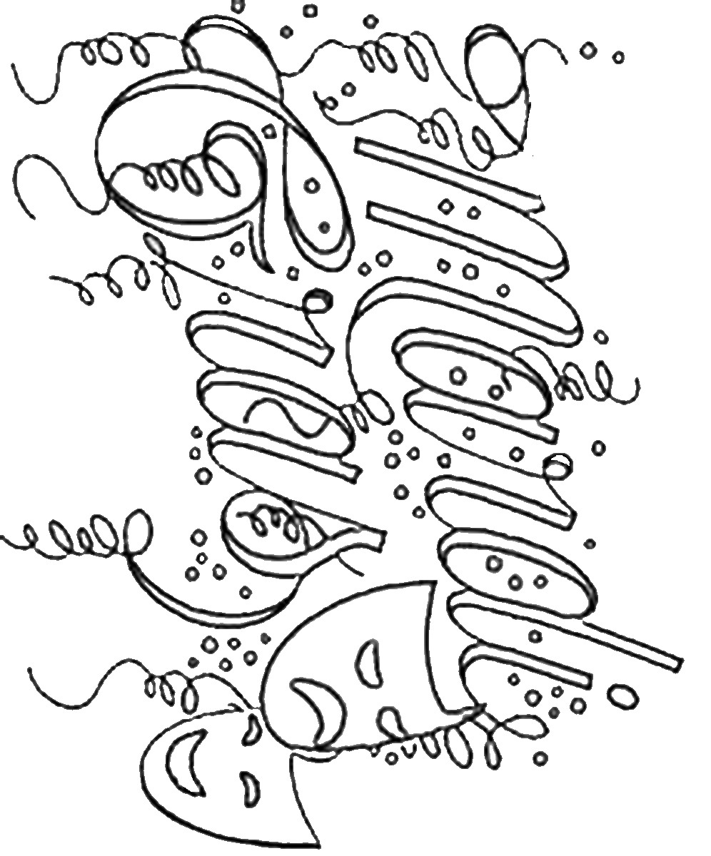 996x1200 Fresh Free Mardi Gras Printable Coloring Pages Collection Free