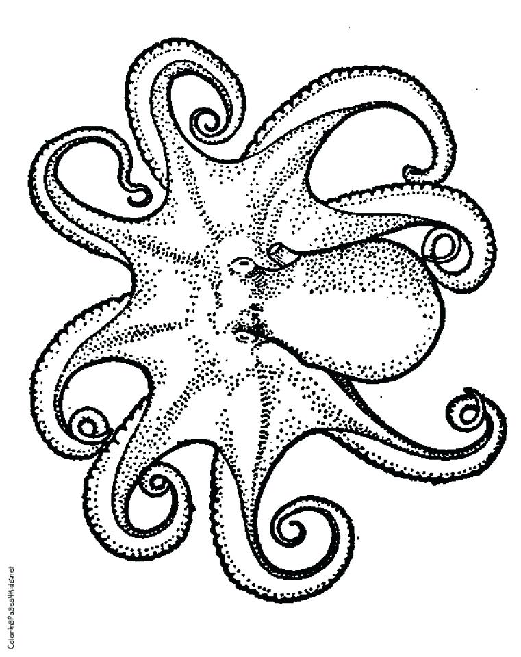 761x960 Coloring Pages Of Octopus Color Page
