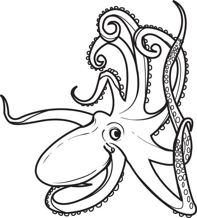 632x700 Octopus Coloring Page Octopus Creatures