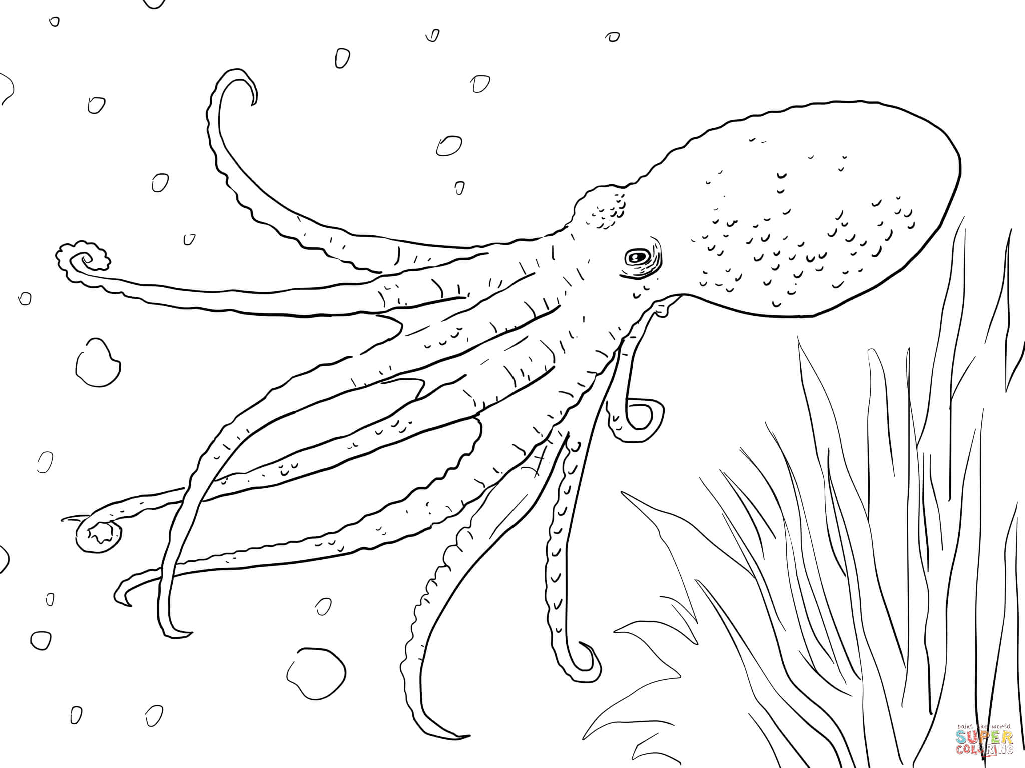 2048x1536 Printable Octopus Coloring Pages Cartoon Free Animals For Adults
