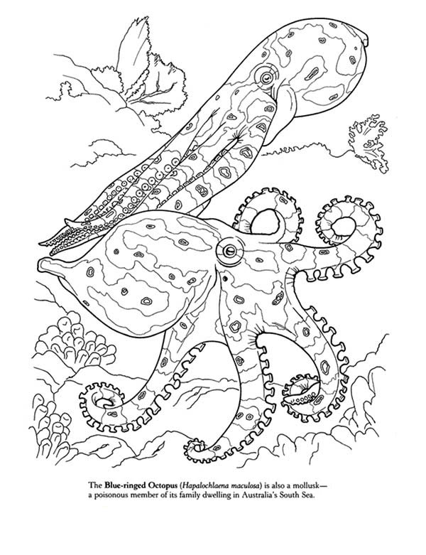 600x781 Blue Octopus Coloring Page