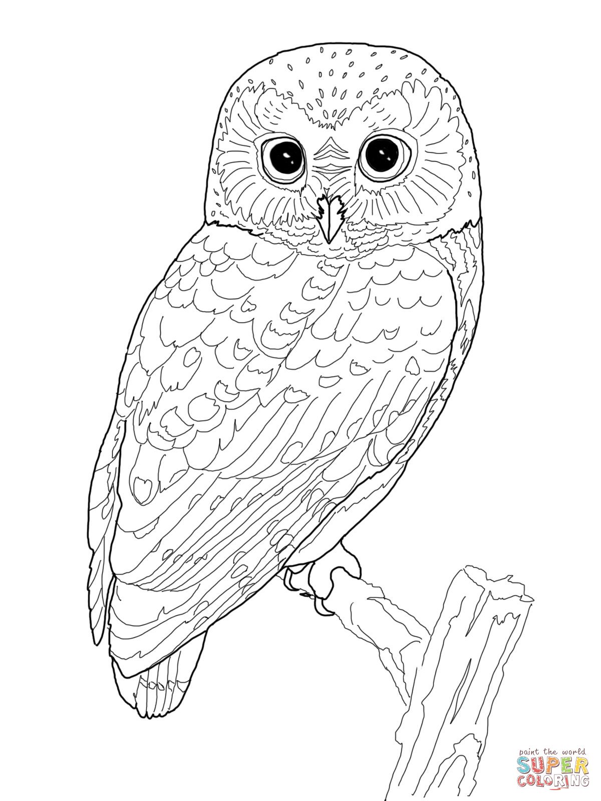 1200x1600 Northern Spotted Owl Coloring Page Free Printable Coloring Pages