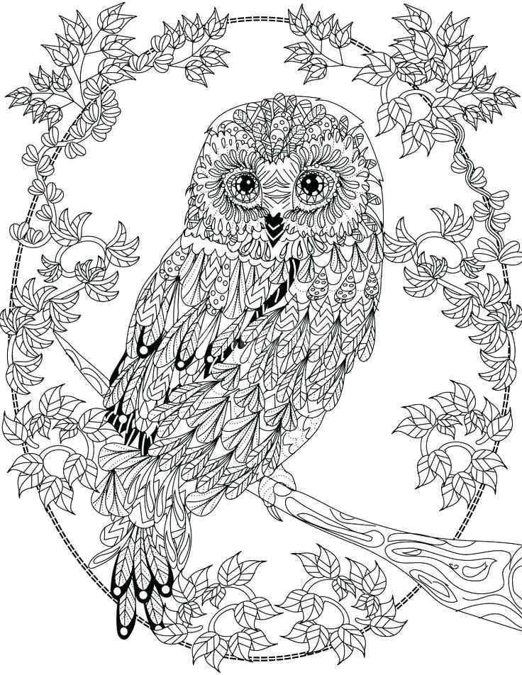 736x952 Owls Coloring Pages Free Owl Coloring Pages To Print Owl Printable