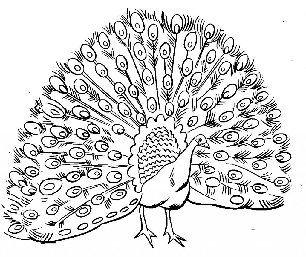 1024x860 Peacock Coloring Pages Free Printable Peacock Coloring Pages
