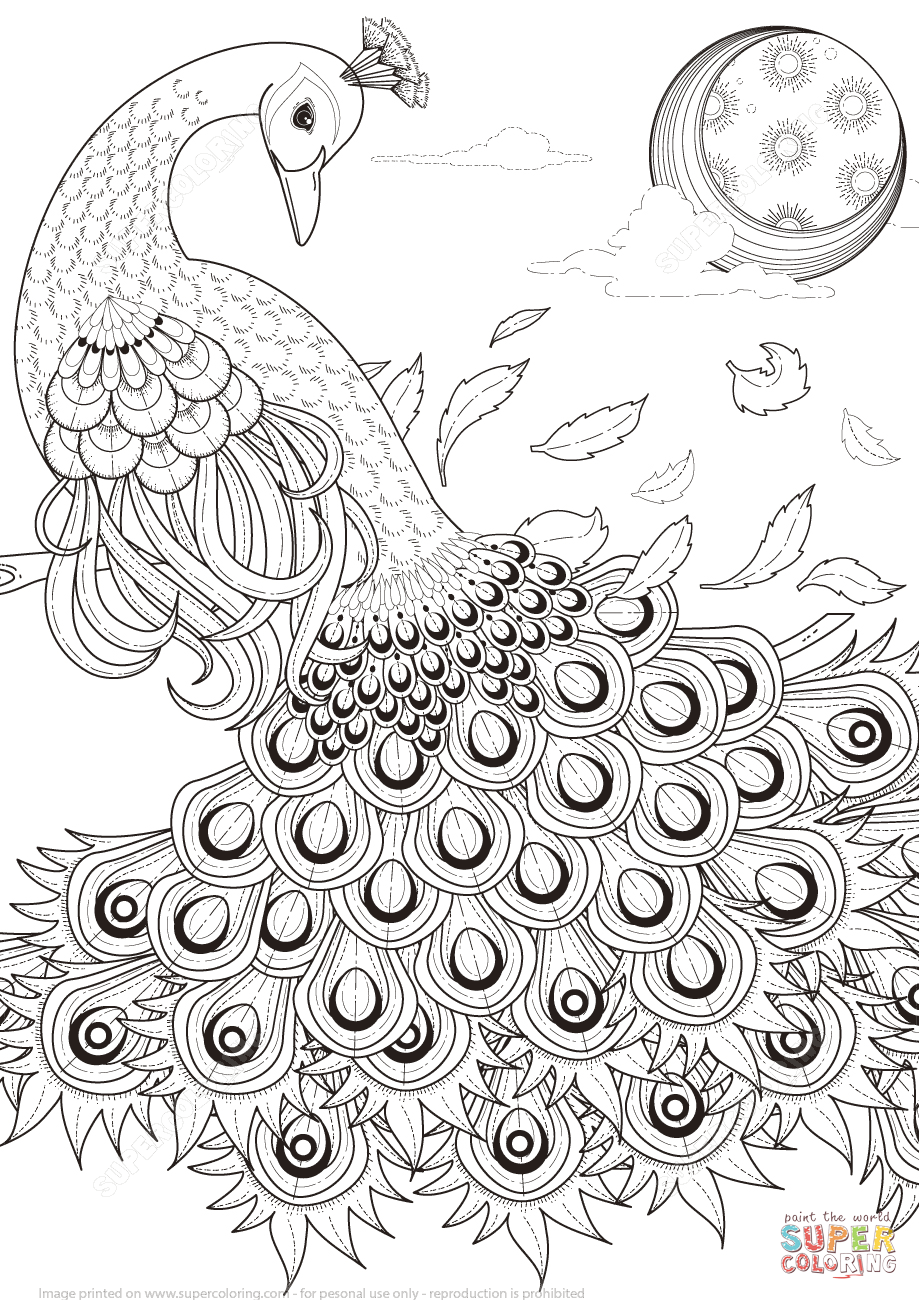 919x1300 Reliable Coloring Pages Of Peacocks Graceful Peacock Page Free