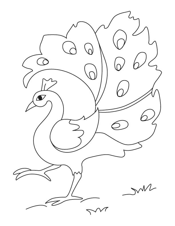 612x792 Peacock Coloring Pages Printable Peacock Coloring Pages For Kids