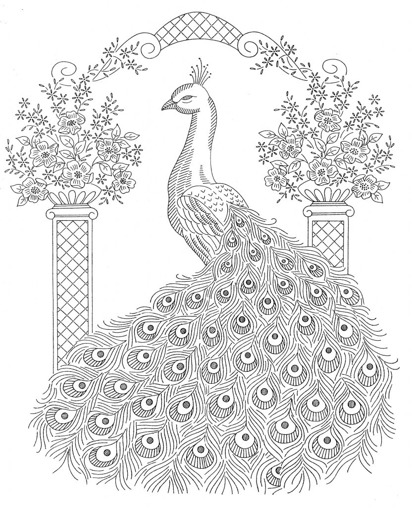 830x1024 Peacock Coloring Pages Zuckett