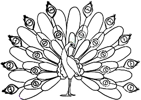 600x425 Bird Peacock Coloring Pages Free Printable Coloring Pages (2