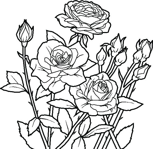 593x577 Rose Coloring Pages