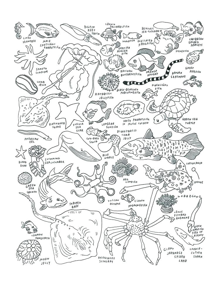 736x959 Sea Animal Coloring Pages Free Printable Ocean Coloring Pages Free