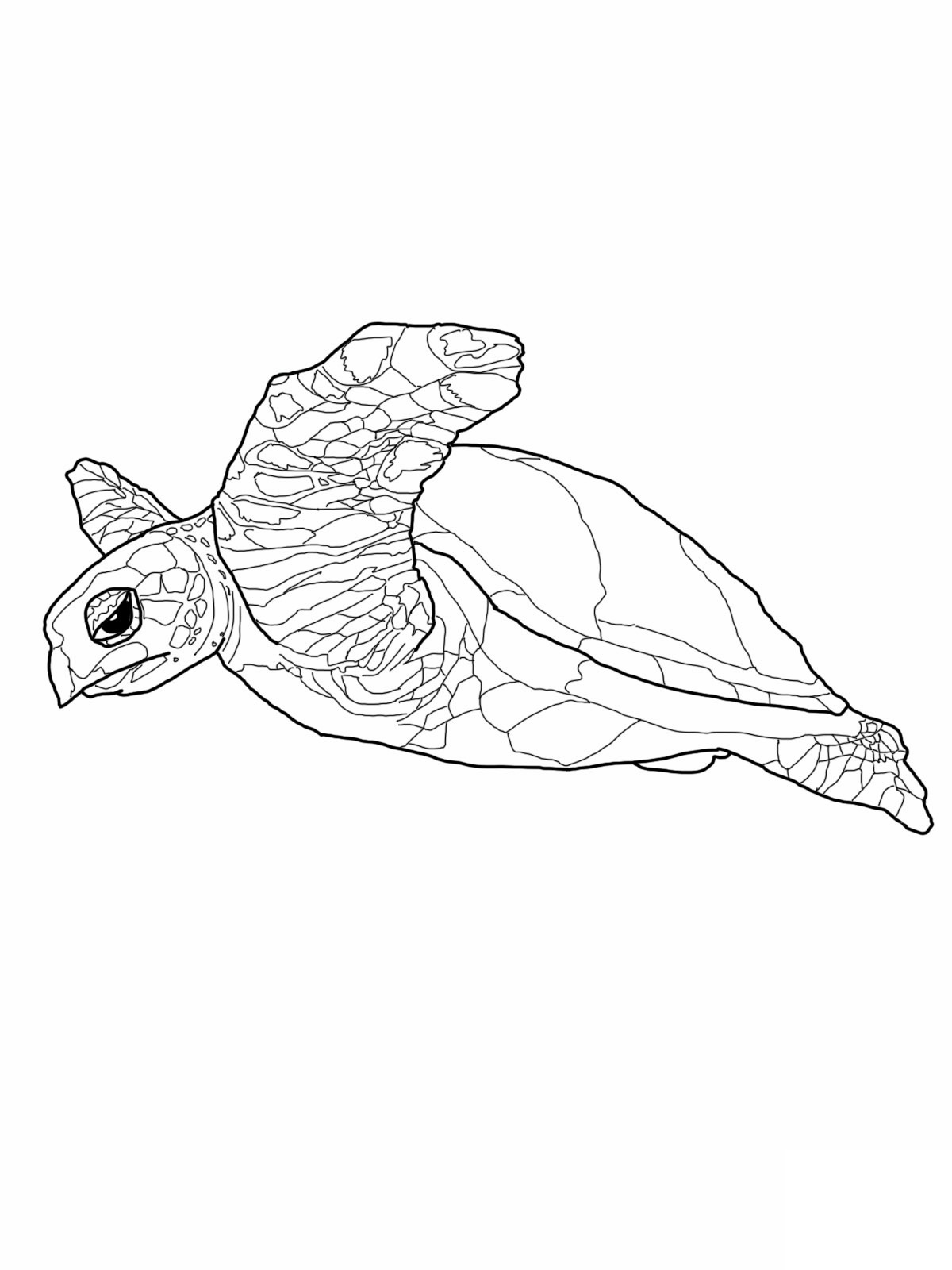 Free Printable Sea Turtle Coloring Pages