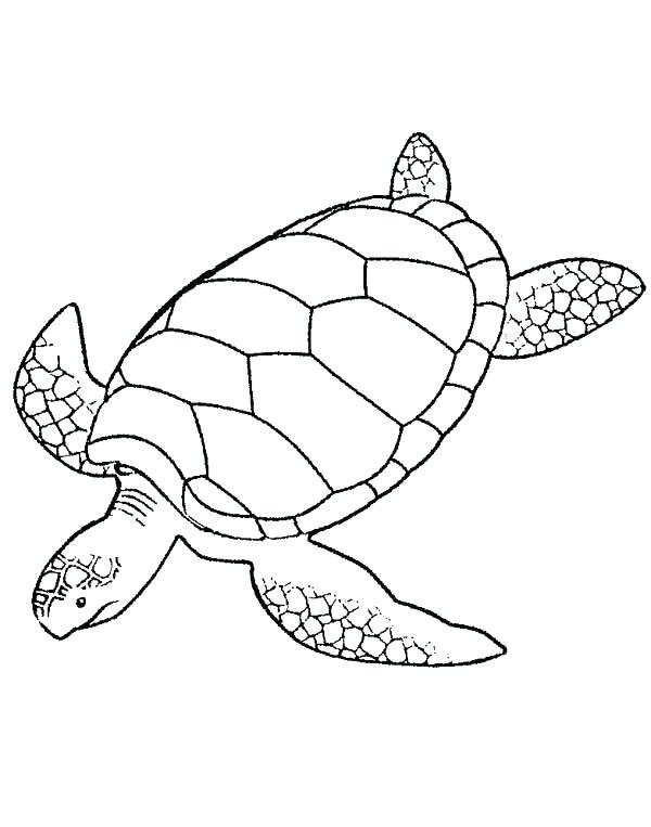 600x763 Printable Sea Turtle Coloring Pages For Kids Free Sea Turtle