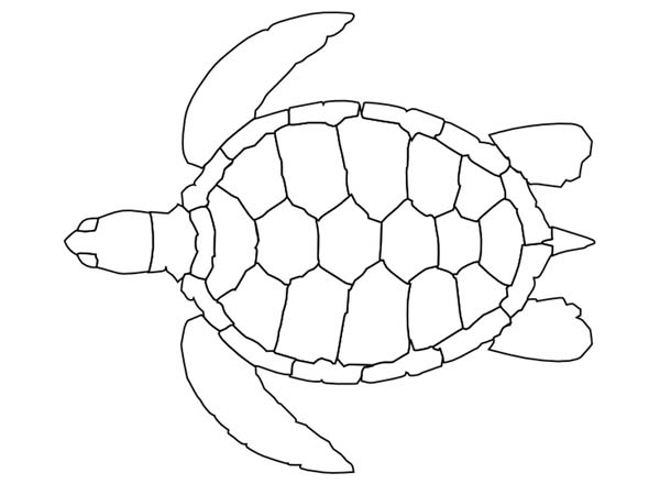 600x450 Sea Turtle Pattern Coloring Page Free Printable Pages Of Pictures