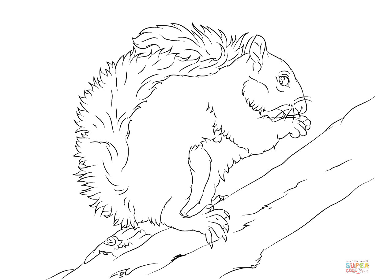 1228x916 Grey Squirrel Coloring Page Free Printable Pages Outstanding