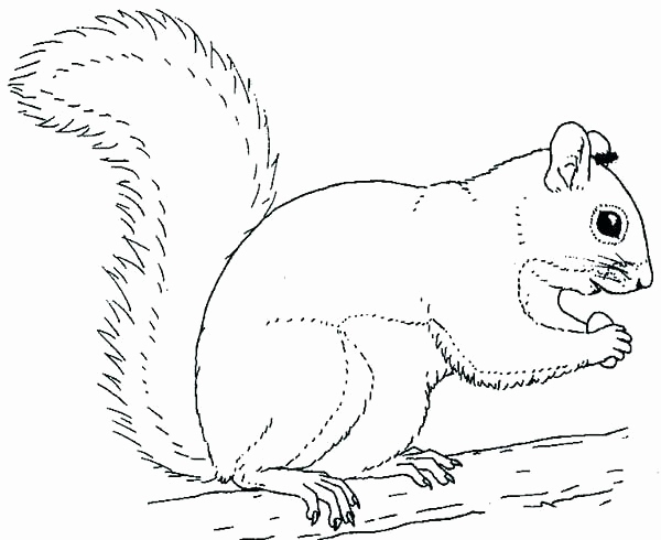 600x490 Printable Coloring Pages Of Squirrels Gallery Squirrel Coloring
