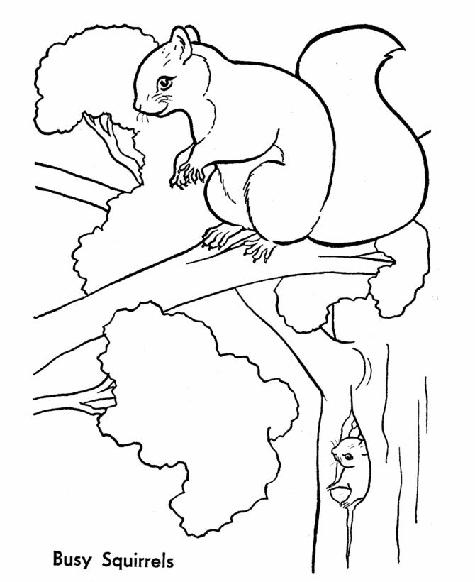 670x820 Squirrel Coloring Page Elegant Squirrels Coloring Pages Logo