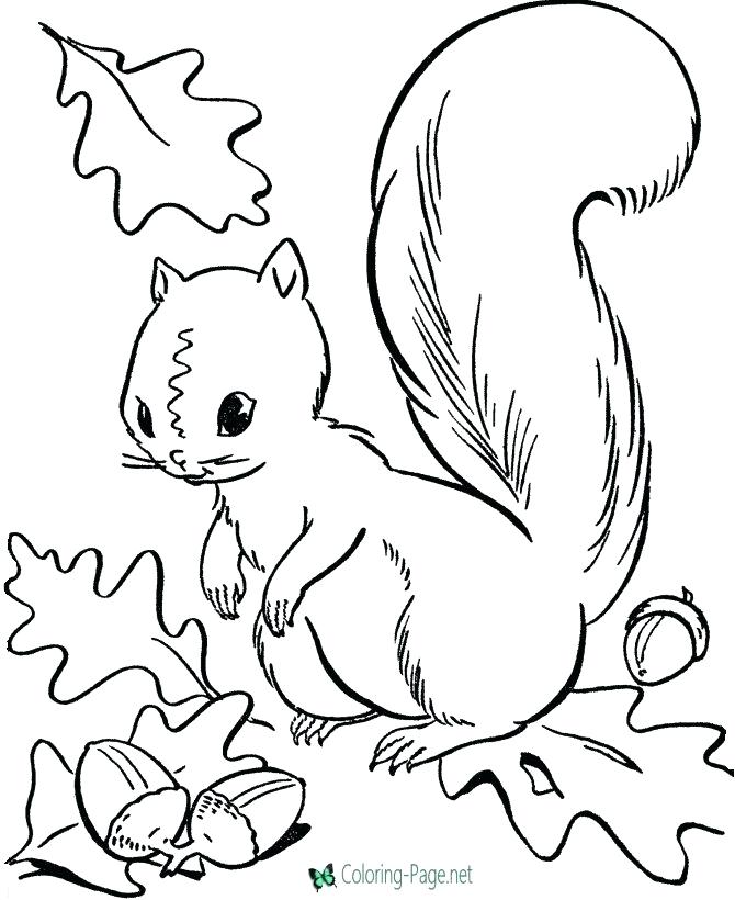 670x820 Picture Of A Squirrel To Color