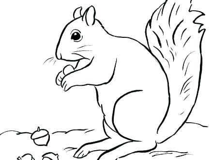 440x330 Squirrel Coloring Pages