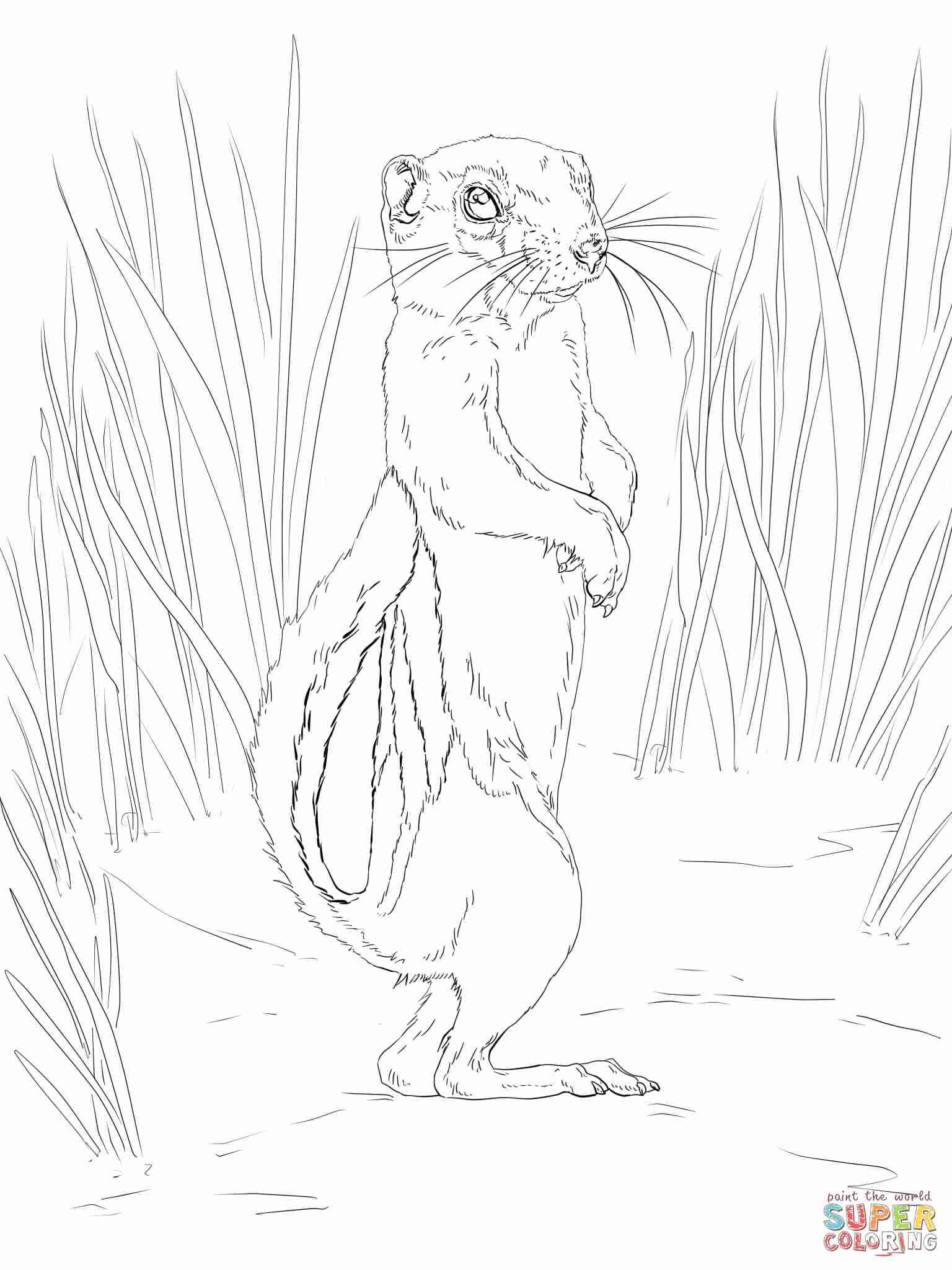 1536x2048 Eastern Gray Squirrel Coloring Page With Realistic Pages