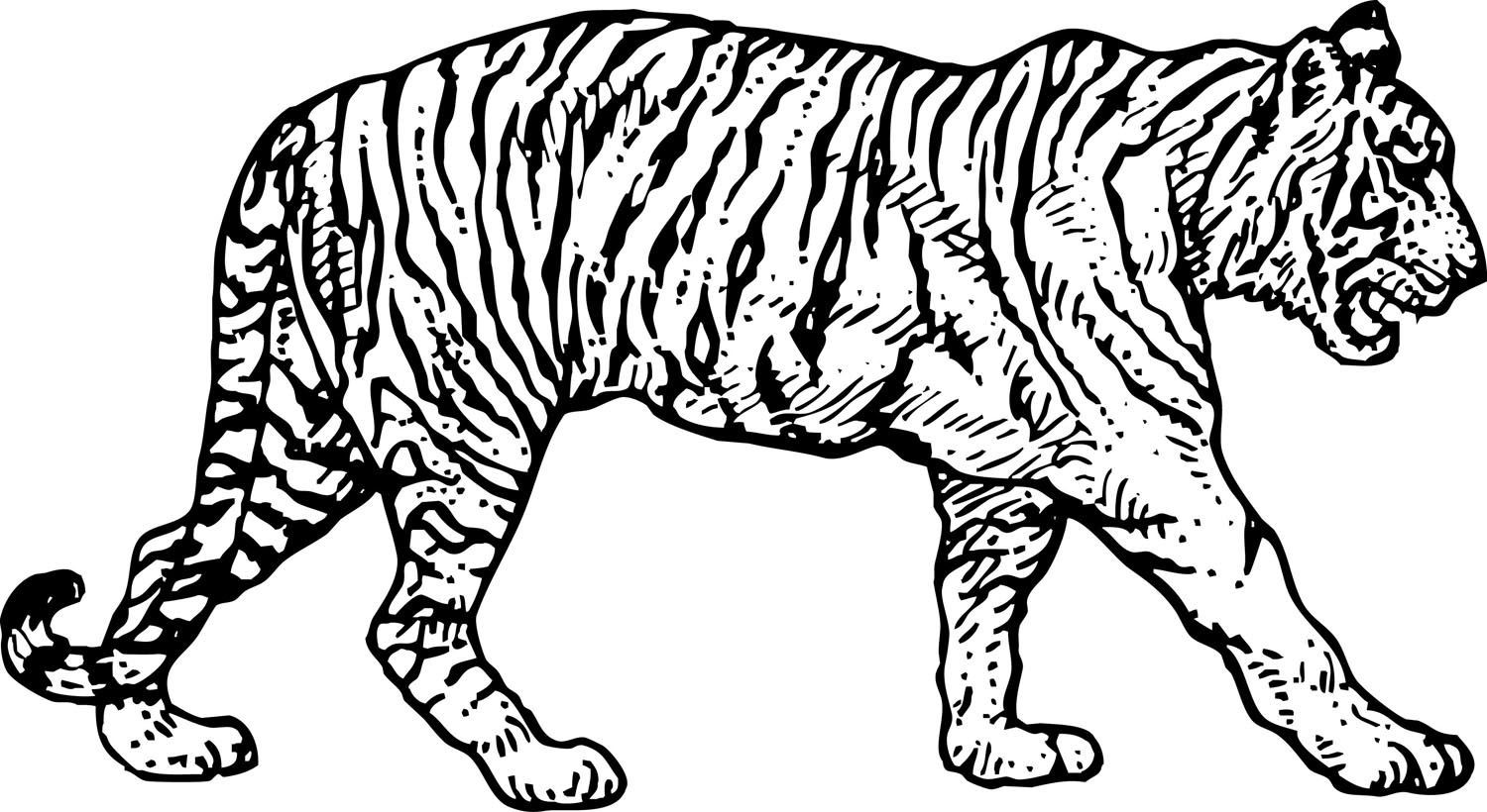 1500x820 Delivered Coloring Pictures Of Tigers Free Printable Tiger Pages