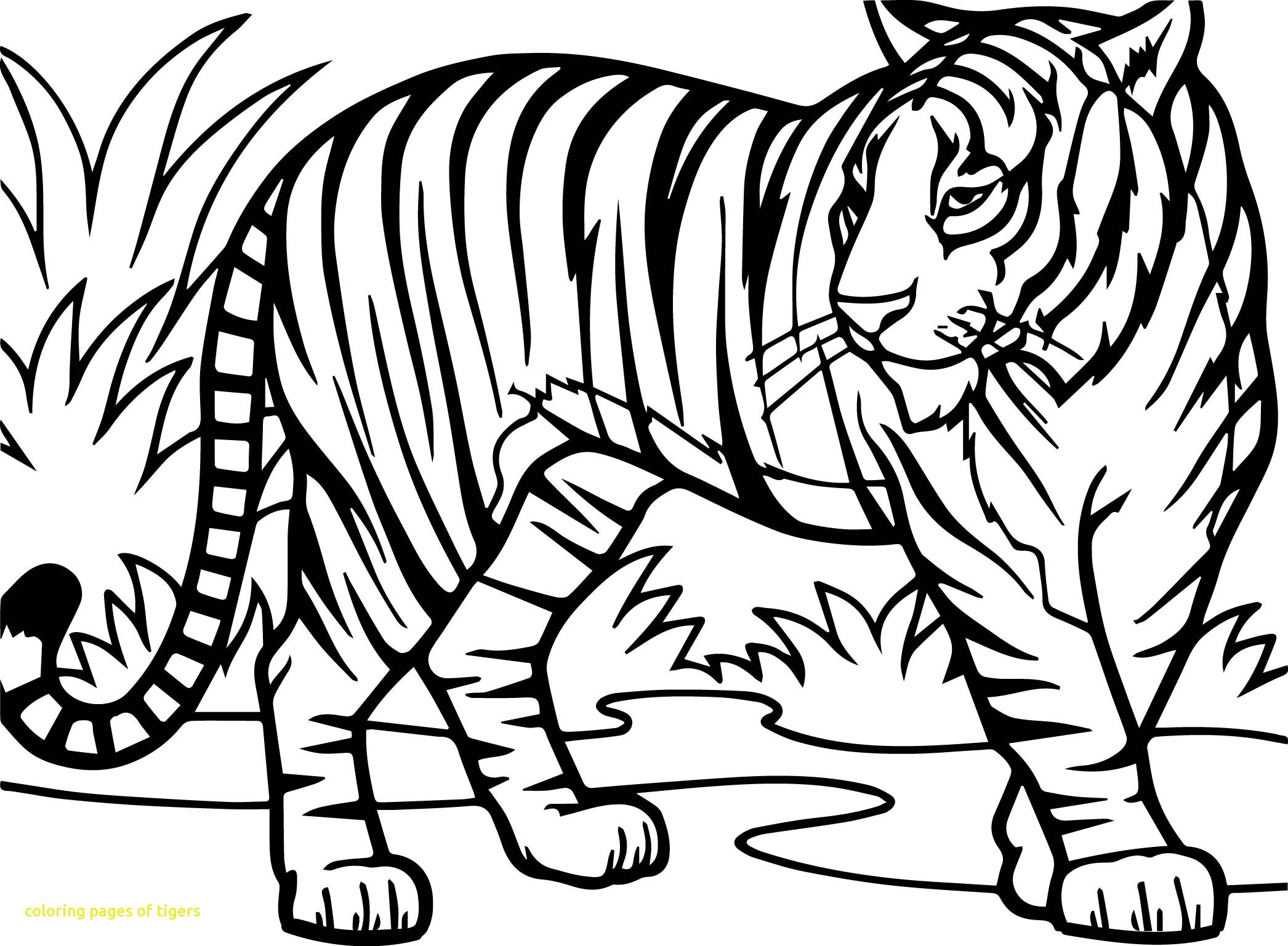 2092x1537 Easy Tiger Coloring Pages New Roaring Tiger Coloring Page Best
