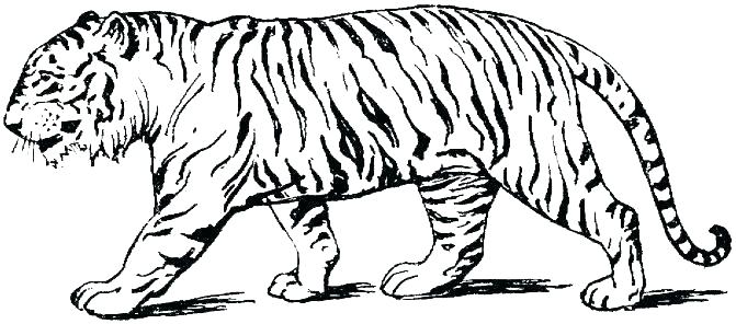 671x296 Cartoon Tiger Cartoon Tiger Picture Free Printable Tiger Colouring