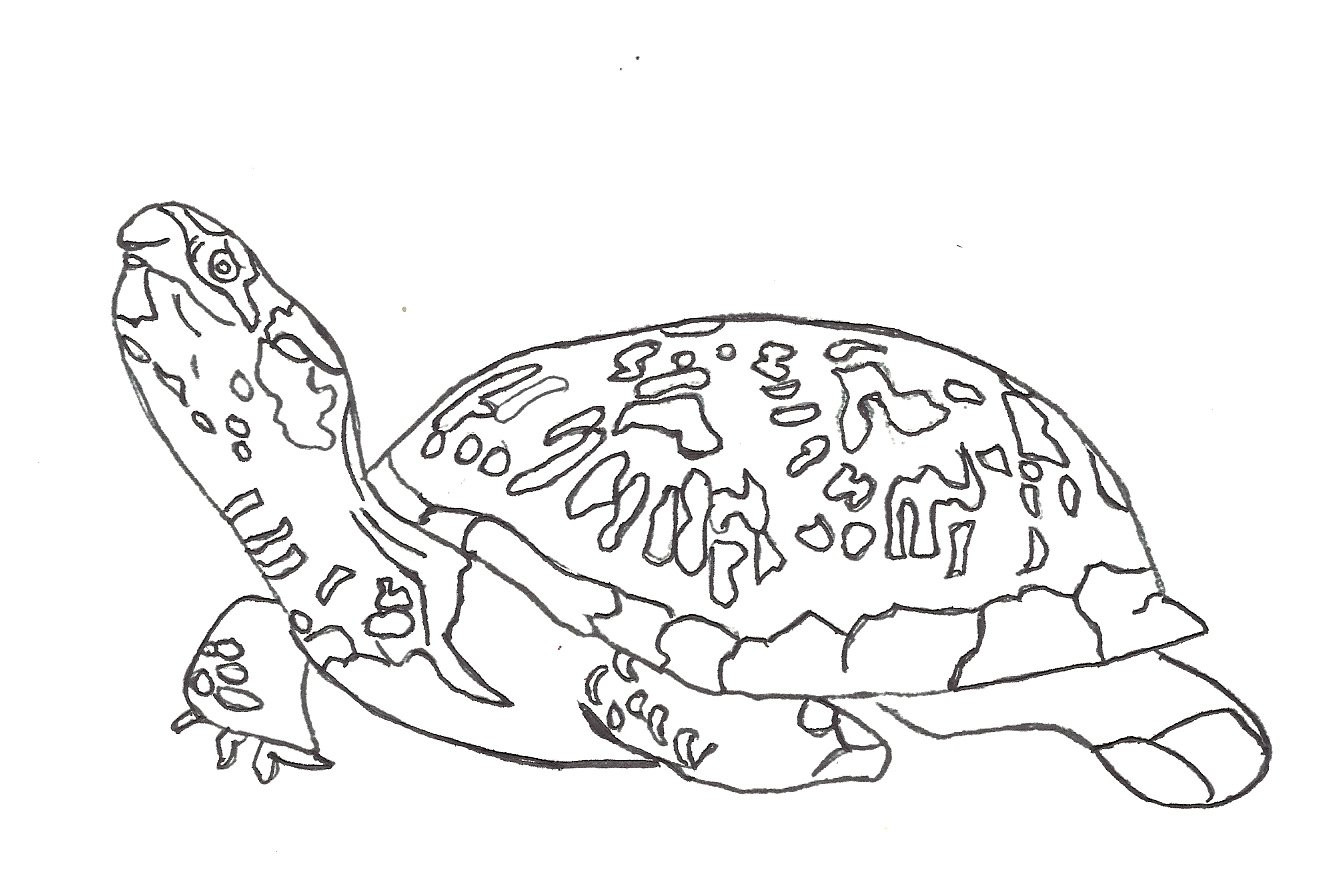 1334x896 Unlock Turtle Coloring Pages For Adults Sea Free Printable 5224
