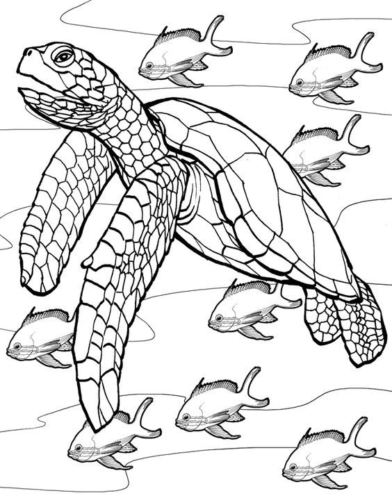 564x717 Free Printable Turtle Coloring Pages For Kids Turtle, Mosaics