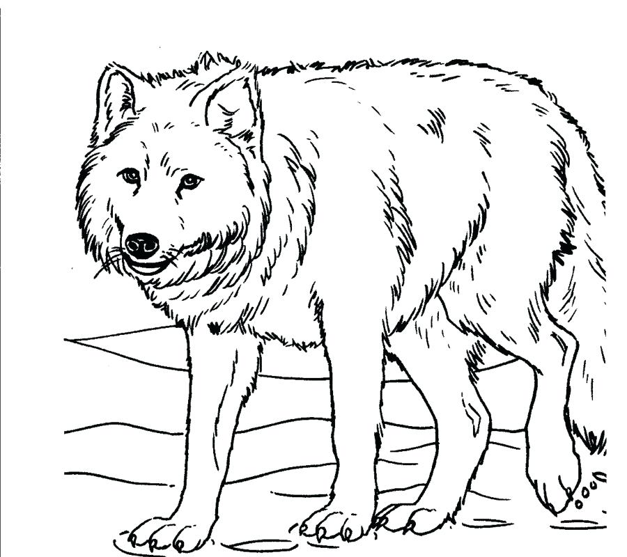900x800 Wolf Color Pages Lovely Grey Wolf Coloring Pages Kids Gray Page