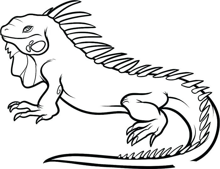 700x537 Zoo Animals Coloring Page Animals Coloring Pages Printable Animal
