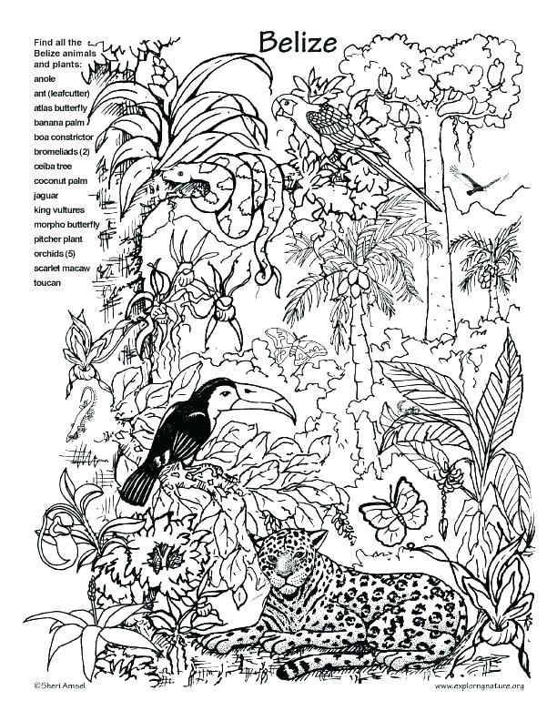 612x792 Plus Coloring Pages To Print Hidden Pictures Coloring Sheets Pages